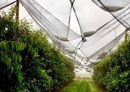Agricoltura: posticipate a marzo 2022 le scadenze dei bandi regionali per le reti antigrandine e gli impianti anti gelo