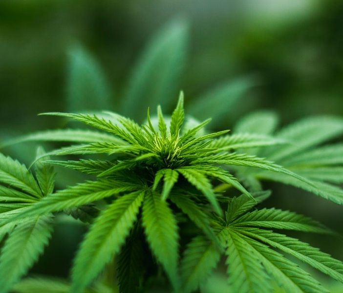 Seminterrato trasformato in “fabbrica” di marijuana: arrestato 55enne