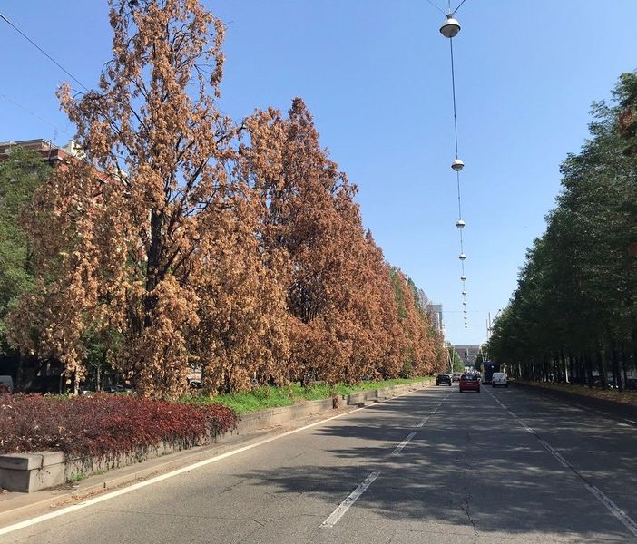 Interventi sulle alberate: riqualificazione nei corsi Mediterraneo e Castelfidardo, lavori in corso Cosenza
