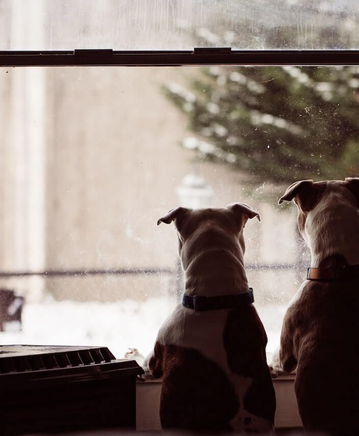Crocchette per cani: come leggere al meglio l'etichetta delle confezioni