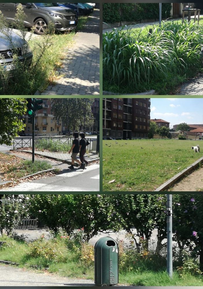 La &quot;sorpresa&quot; della Crocetta: anche nel salotto buono di Torino serve manutenzione al verde [FOTO]