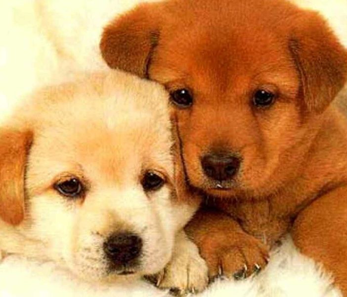 Traffico di cuccioli, il Tribunale di Torino assolve due allevatori ungheresi e il titolare di un negozio di cani del pinerolese