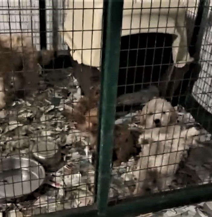 La carica dei 51, ma in allevamenti-lager. Indagati due allevatori e un veterinario: tenevano i cani in condizioni &quot;precarie&quot;