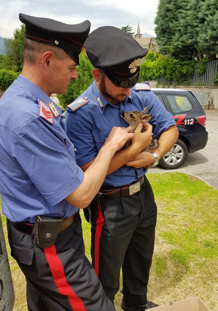 Tavagnasco, cucciolo di capriolo salvato dai Carabinieri