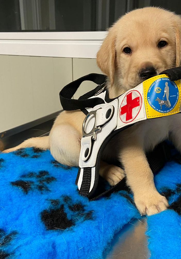 &quot;Al prezzo di un caffè, dona due occhi a chi non vede&quot;: regala un cane guida con il Lions International