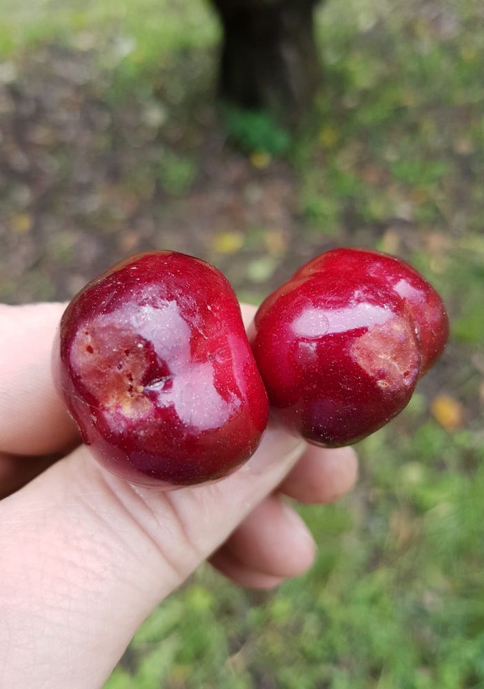 Ciliegie di Pecetto, produzione dimezzata per colpa della pioggia