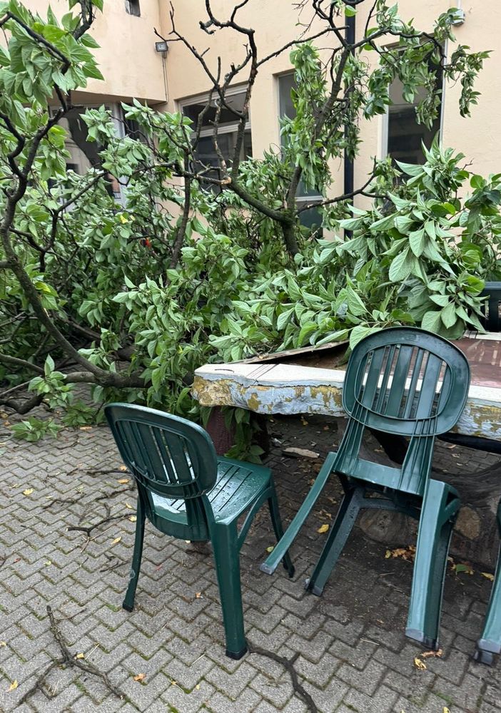 maltempo danni e alberi caduti