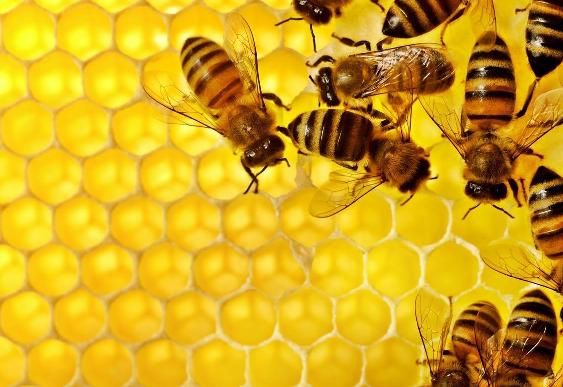 Per monitorare l'ambiente le api urbane produrranno miele sul tetto di Environment Park
