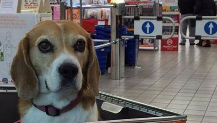 I cani non potranno entrare nei supermercati, lo dice l'Asl