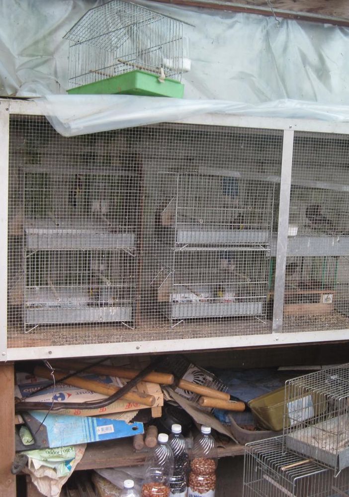 Grugliasco: cattura cardellini, scoperto dalle guardie della Lac è stato denunciato per sequestro di animali e furto