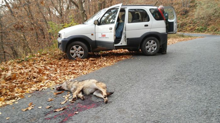 Giovane lupa investita e uccisa da un'auto sulla Strada Provinciale di Verna