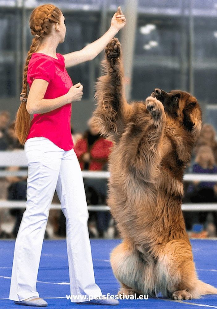 Petfestival 2023: per la prima volta in Italia i Campionati Europei di Dog Dance