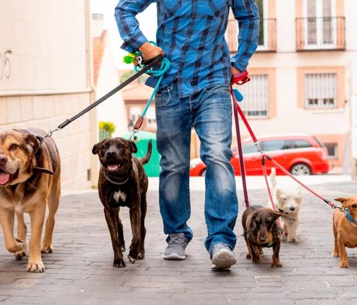 Albo dei &quot;Dog Sitter&quot;: online il modulo di iscrizione all'elenco regionale