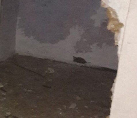 Verolengo, abbattono un muro e danneggiano un edificio: denunciati quattro adolescenti