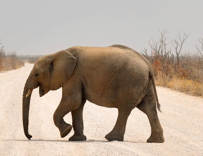 Contro il traffico delle specie protette: a Torino presentazione del &quot;Calendario CITES&quot;