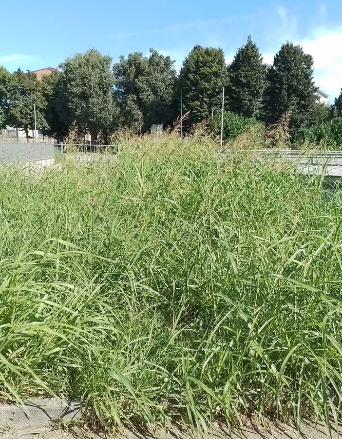Mirafiori sud, in piazza Santi Apostoli l'erba alta arriva fino ad 1,5 metri di altezza