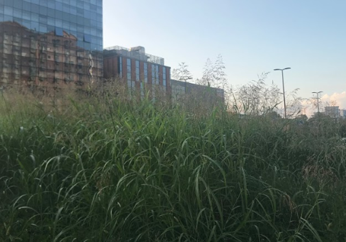 Erba alta a Torino, la giungla urbana rende pericolose le rotonde: allarme in città