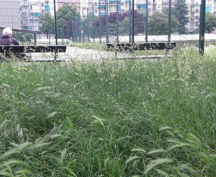 Torino, l'erba alta diventa un pericolo anche per Fido
