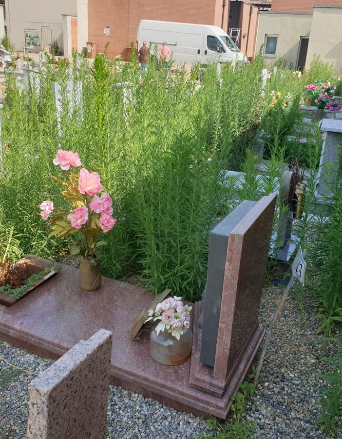erba alta cimitero di nichelino erba alta cimitero di nichelino