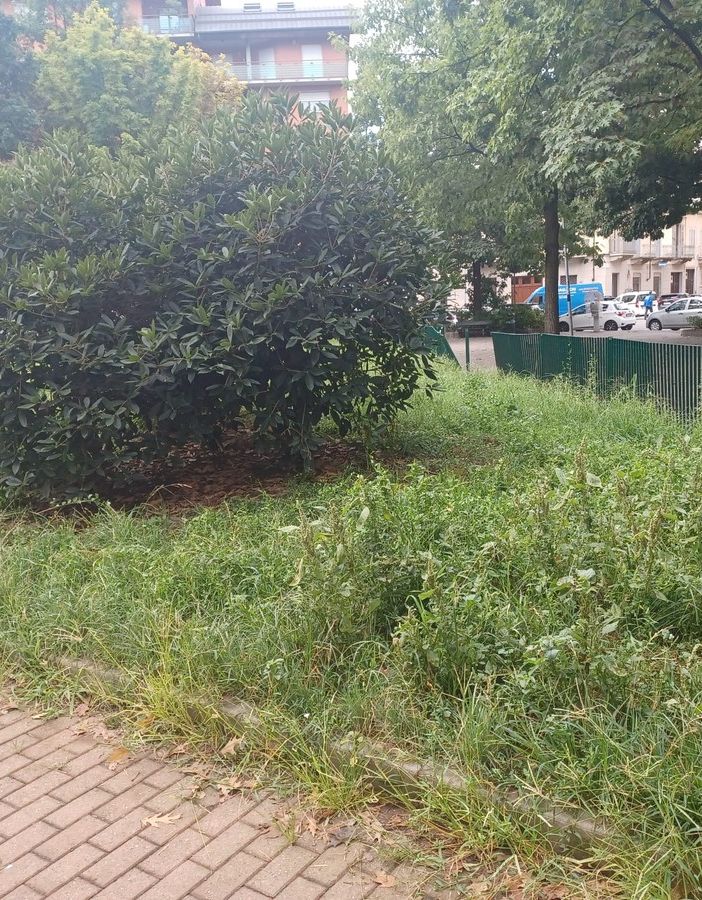 erba alta in corso belgio