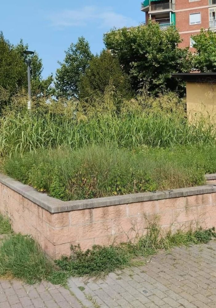 Erba alta a Torino