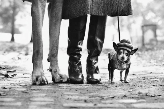 Elliott Erwitt arriva alla Palazzina di Caccia di Stupinigi