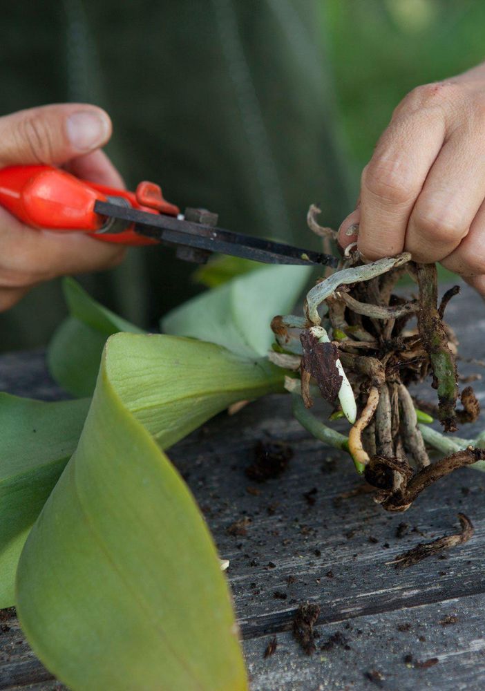 Rinvasare una orchidea. Seguiamo il procedimento passo a passo