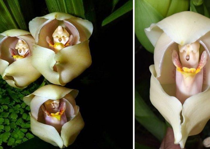 Fiori che dimenticano di essere fiori