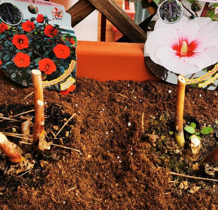 Ecco come seminare e rinvasare fiori e piante [FOTO]