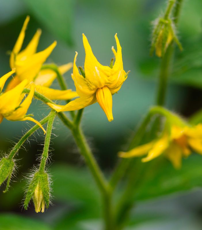 I ricercatori di Unito scoprono un nuovo meccanismo di controllo della fioritura