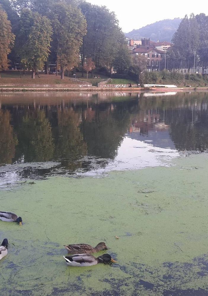 Domani sradicamento a mano delle alghe del Po: foto e video del fiume prima dell'intervento