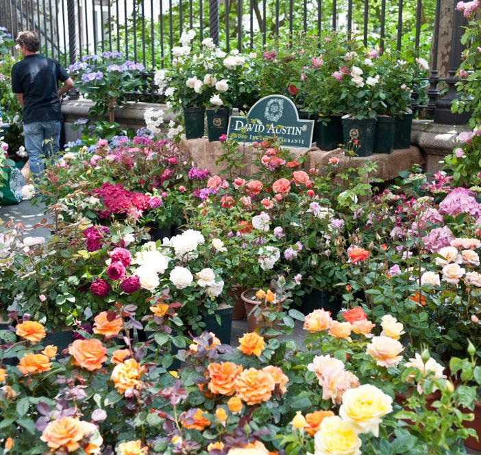 Da venerdì a Torino torna l'appuntamento con Flor, la mostra mercato nel cuore della città