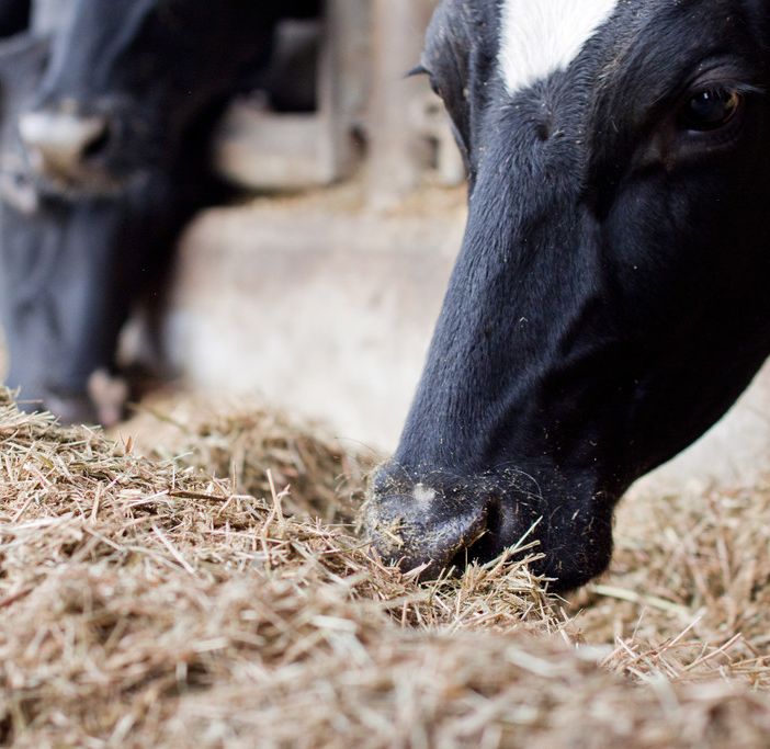 Le mucche sane e genuine di Cascina Fontanacervo pascolano a Degusté