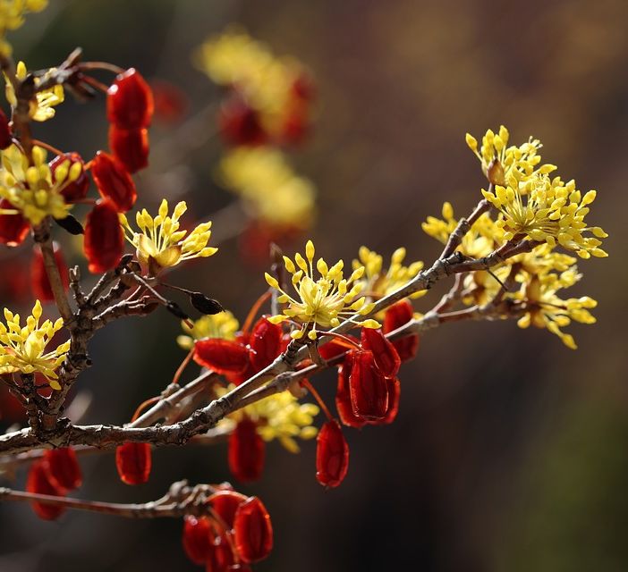 Autumnus, fiori e piante dal Medioevo al Borgo Medievale del parco del Valentino