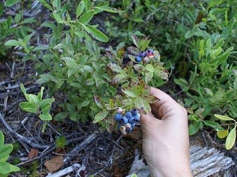 Raccolta di frutti spontanei nelle aree protette: il Consiglio Regionale dice sì alla proposta di Matteo Gagliasso