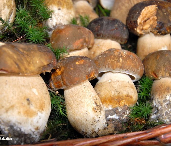 funghi porcini