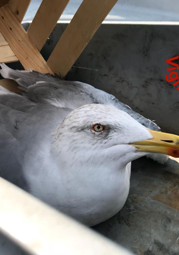 gabbiano soccorso e liberato dai Vigili del Fuoco