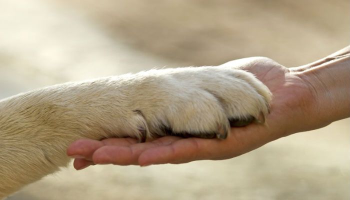 Il Consiglio Regionale del Piemonte accoglie il convegno “Tutela a 4 zampe, fare rete per gli animali”