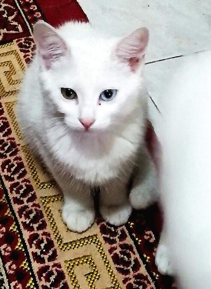 Gattina smarrita in strada del Drosso a Torino