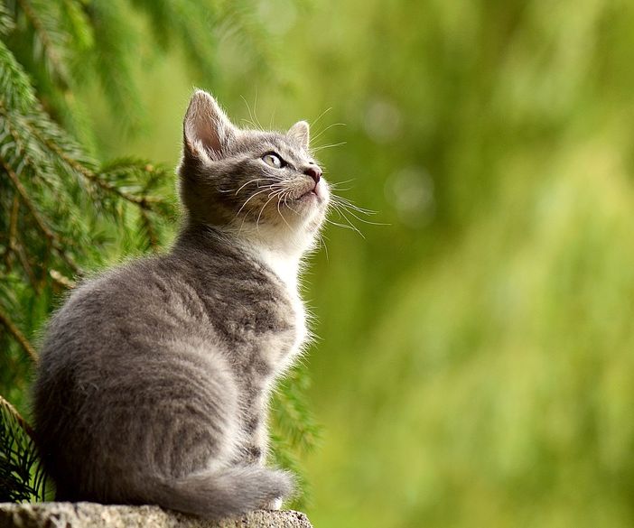 Oggi è la giornata nazionale del gatto: al via il nostro primo contest felino