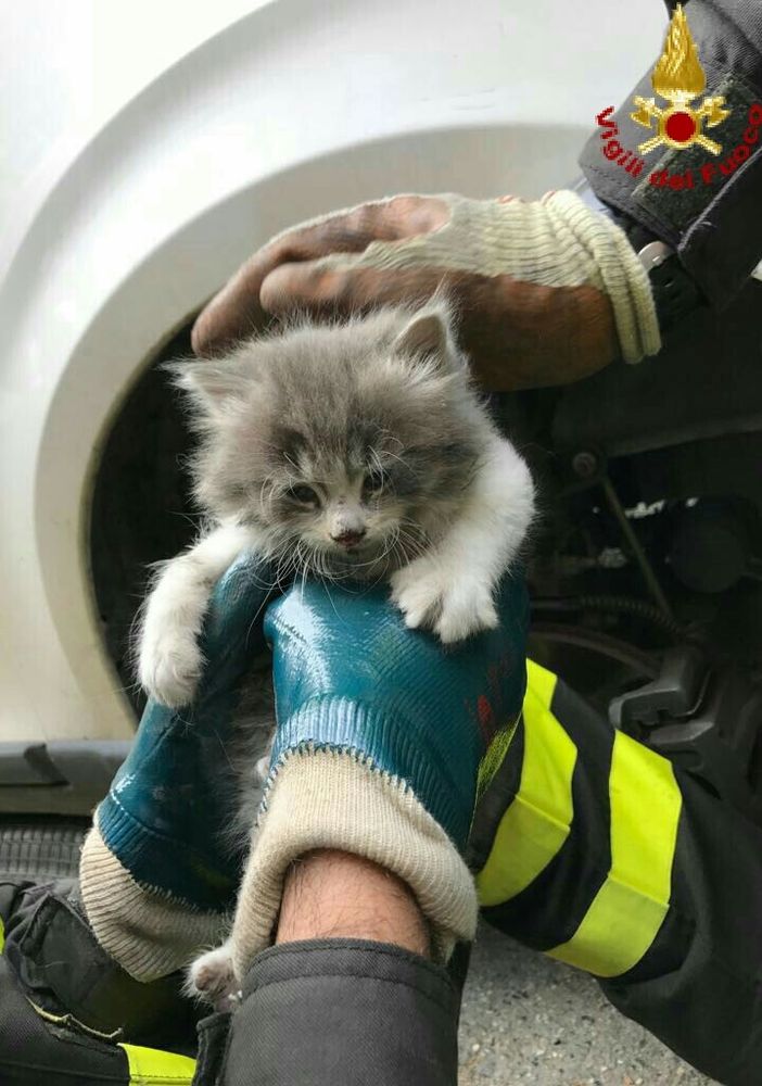 Immagine d'archivio del salvataggio di un gattino