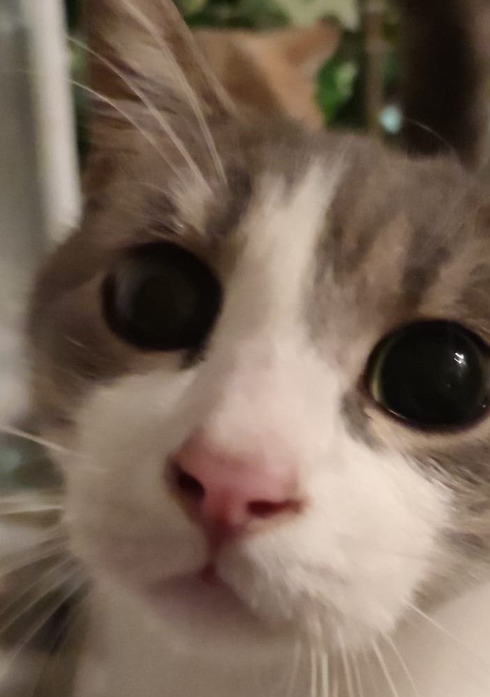 &quot;Urban cats&quot;: a Nichelino tre incontri per imparare come si gestisce un gatto