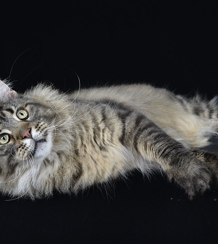 I gatti più belli del mondo si danno appuntamento nel fine settimana a Torino