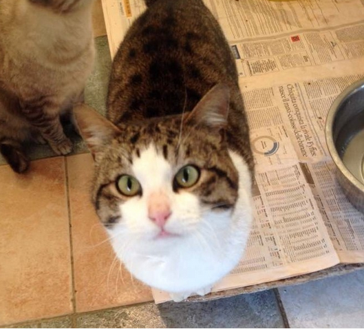 Oggi è la festa del gatto
