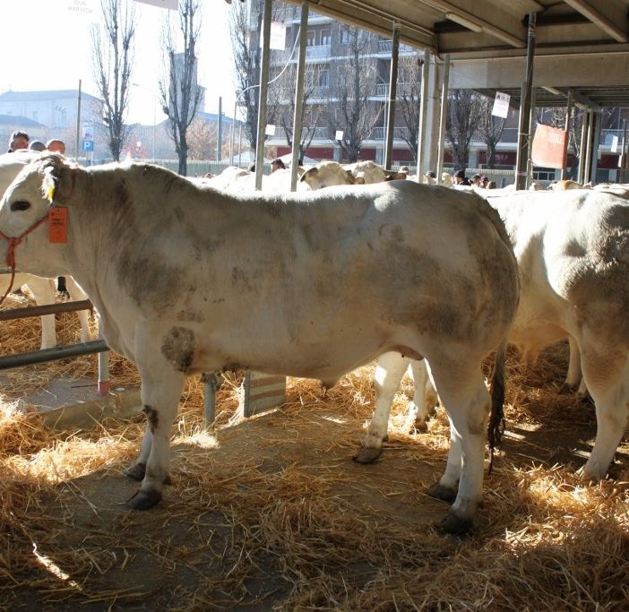 Eccellenze agricole a Carmagnola il 15 dicembre con Fiera della Giora e Mostra del Porro