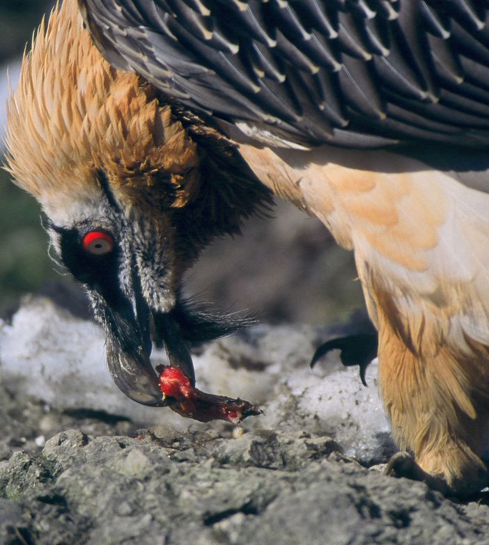 Parco Nazionale del Gran Paradiso, nato un piccolo gipeto (VIDEO)