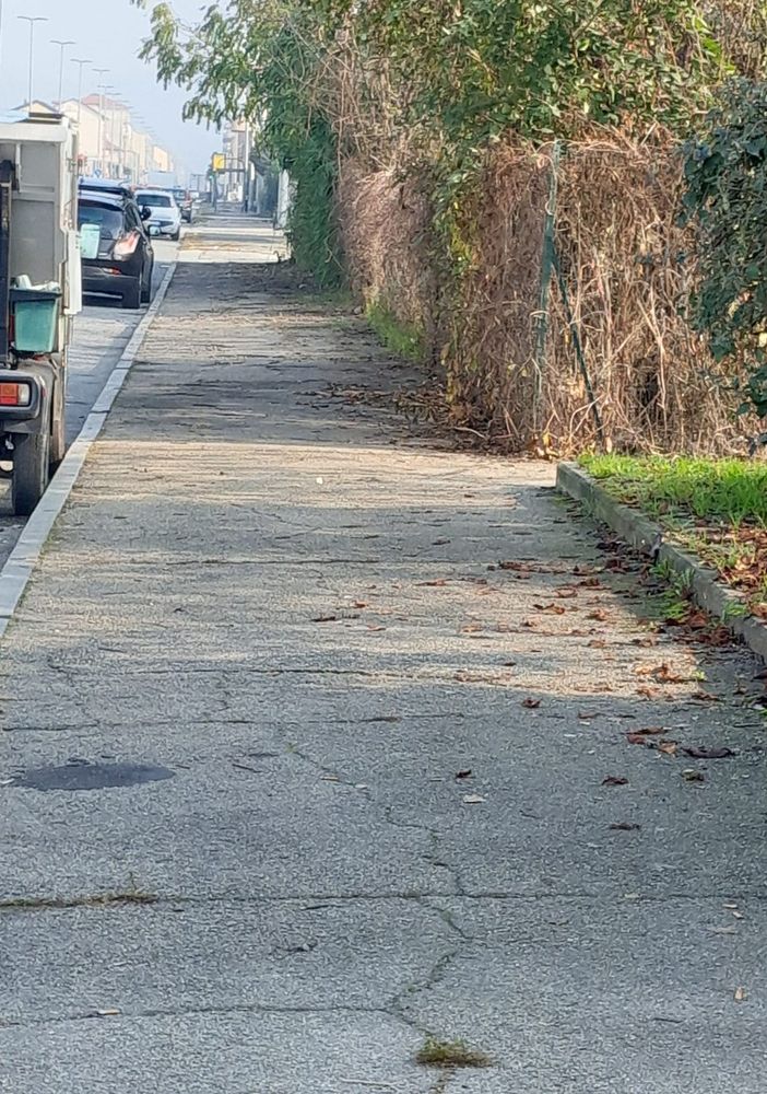 La giungla urbana della Circoscrizione 6: &quot;Verde fuori controllo e marciapiedi danneggiati&quot;