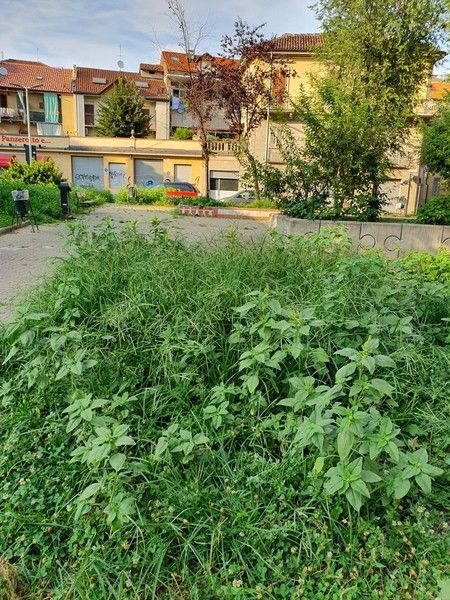 Verde pubblico, l'allarme della Circoscrizione 4