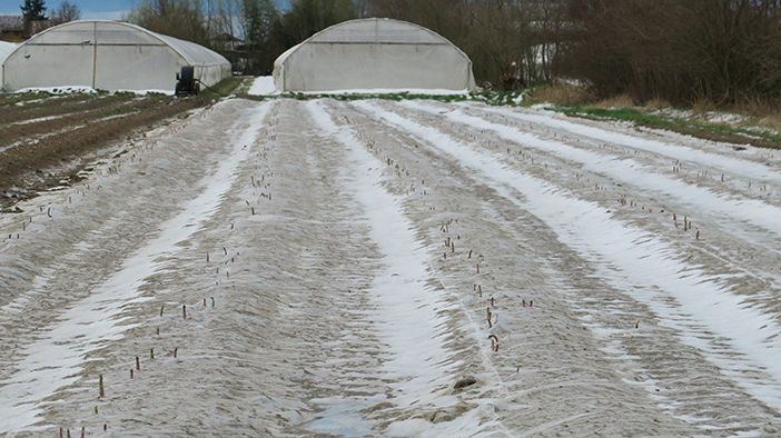 Gelate primaverili, ristori per 710 aziende agricole piemontesi