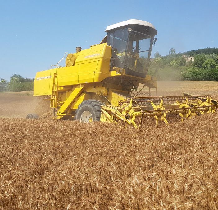 L’invasione di grano dal Canada trattato con il Glifosate penalizza quello torinese